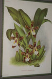 Lindenia Limited Edition Print: Aerides Suavissimum Orchid (White, Pink and Yellow) Collectible Art Decor (B2)