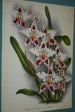 Lindenia Limited Edition Print: Odontoglossum Crispum Lindl. Var Augustum L Lind (Sienna and White)  Orchid Collector Art (B4)
