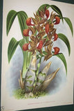 Lindenia Limited Edition Print: Arachnanthe Cathecarti Benth (Sienna and Yellow) Orchid Collectible art (B5)