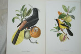 VERY RARE 1960 Rare Descourtilz Limited Edition Original Folio Lithograph Brazilian Bird Plate 43 Pied-Breasted Oropendola or Cassique Huppe