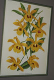 Lindenia Limited Edition Print: Dendrobium Taurinum (White and Magenta) Orchid Collector Art (B4)