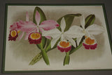 Lindenia Limited Edition Print: Cattleya Eldorado Var Lindeni Var Oweni (White, pink and Yellow) Orchid Collector Art (B3)