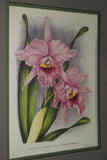 Lindenia Limited Edition Print: Laeliocattleya x Cheremeteffiae L Lind (White with Magenta)  Orchid Collector Art (B4)