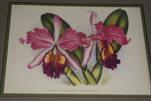 Lindenia Limited Edition Print: Cattleya x Hardyana Var Fanyauiana (Pink, Magenta and Yellow) Orchid Collector Art (B4) .