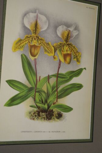 2 Lindenia Limited Edition Prints: Paphiopedilum, Cypripedium x Miss Louisa Fowler and Paphio, Cypri x Leeanum Var Olivaceum, Lady Slipper Orchid Art (B5)