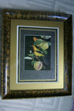 Professionally 5x Matted & in Hand-painted Frame 24" x 20" VERY RARE Authentic Limited Edition 1960 Descourtilz Plate of Tropical Jamaica Oriole or Carouge Jamacaii Bird from Brazil. DES14