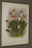 Lindenia Limited Edition Print: Masdevallia Harryana (Fushia/Red) Orchid, AOS, Art (B3)