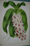 Lindenia Limited Edition Print: Aerides Maculosum Var Formosum (Pink with Magenta Tips) Orchid Collector Art (B1)