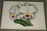 Lindenia Limited Edition Print: Cattleya Trianae Lind Var Excelsior L Lind (White with Magenta and Yellow Center) Orchid Collector Art (B5)