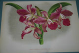 Lindenia Limited Edition Print: Cattleya x Pannemaekeriana Orchid (Magenta/Red and White)  Collectible Art (B5)