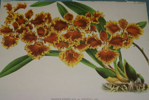 Lindenia Limited Edition Print: Oncidium Forbesi Var Atratum (Sienna and Yellow) Orchid Club Collector Art (B5)