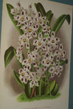 Lindenia Limited Edition Print: Odontoglossum Pescatorei Var Lindeni (White and Sienna with Yellow Center) Orchid Collector Art (B3)