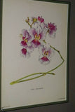 Lindenia Limited edition Print: Saccolabium Giganteum Var Petotianum (White) Orchid AOS Collector Art (B4)