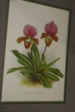 Lindenia Limited Edition Print: Paphiopedilum, Cypripedium Moensianum, Lady Slipper (Magenta and White) Orchid Collector Art (B1)