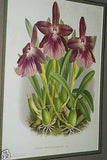 Lindenia Limited Edition Print: Miltonia Blunti Var Lubbersiana (Magenta, Yellow and White)  Orchid Collector Art (B2)