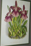 Lindenia Limited Edition print: Zygopetalum Burti Benth Var Wallisi Veitch (Red) Orchid Collector Art (B5)