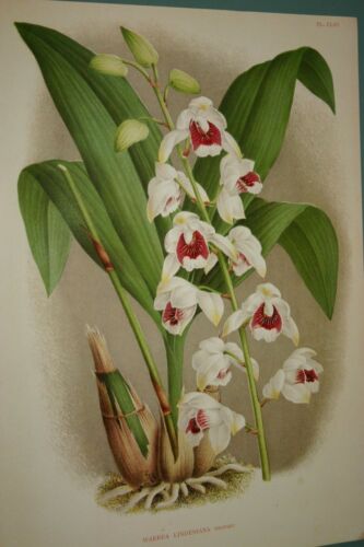 Lindenia Limited Edition Print: Warrea Lindeniana (White and Magenta) Orchid Collector Art (B2)