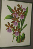Lindenia Limited Edition Print: Zygopetalum Gibeziae (White and Purple) Orchid Collector Art (B2)