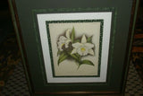 Lindenia Limited Edition Print: Cymbidium Mastersi (White) Orchid Collectible Art (B2)