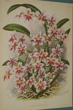 Lindenia Limited Edition Print: Oncidium Stelligerum Rchb Var Ernesti (Yellow and Pink)  Orchid AOS Collector Art (B5)