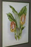 Lindenia Limited Edition Print: Lycaste Macrobulbon Costata (Yellow) Orchid Collectible Art (B2)