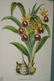 Lindenia Limited Edition Print: Trichocentrum Albo-Purpureum Lindl (Sienna and White) Orchid Collector Art (B5)