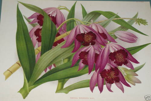 Lindenia Limited Edition Print: Your CHOICE of Thunia Winniana or Marshalliana Orchid Collector Art (B2, B3)