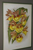 Lindenia Limited Edition Print: Catasetum Bungerothi Var Aureum (Yellow) Orchid Collector Art (B1)