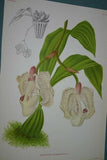 Lindenia Limited Edition Print: Stanhopea Eburnea Lindl (White) Orchid Collector Art (B2)