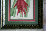 RARE unique 1883 ORIGINAL AUTHENTIC  LINDEN BOTANICAL ENGRAVING DOUBLE PLATE  FROM L’ Illustration Horticole VOL 30: t. 480: Aechmea  plant TRIPLE-MATTED AND CUSTOM  FRAMED IN DELICATE HAND PAINTED SIGNED FRAME