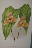 Lindenia Limited Edition Print: Lycaste Deppei Var Praestans (Yellow and Sienna) Orchid Art Collectible (B4)