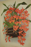 Lindenia Limited Edition Print: Acanthephippium Mantinianum L Lind Et Cogn (Yellow and Red)  Orchid Collector Art (B4)