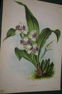 Lindenia Linden Limited Edition, Botanical Print: Colax Jugosus Lindl (White and Purple) Orchid Collector Art (B3)