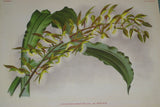 Lindenia Limited Edition Print: Catasetum Barbatum Var Spinosum (White) Orchid Collector Art (B2)
