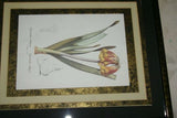 REDOUTE CYRTANTHUS KNYSNA LILY HAND PAINTED SIGNED FRAME 4x MATS FLOWER PRINT