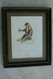 VERY RARE authentic  1821 Framed H.C hand colored copperplate engraving Proboscis monkey   by Edward Griffith on woven paper PROFESSIONALLY SILK MATTED & FRAMED IN A HAND-PAINTED SIGNED FRAME: Le Nasique Ou Kahau (Simia Nasalis. Gm.) from Audebert.