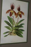 Lindenia Limited Edition Print: Paphiopedilum Cypripedium x Gibezianum, Lady Slipper (Yellow and Sienna) Orchid Collector Art (B3)