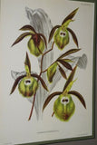 Lindenia Limited Edition Print: Catasetum x Spendens Cogn Var Lansbergeanum L Lind (White, Yellow, Sienna and Pink) Orchid Collector Art (B4)