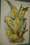 Lindenia Limited Edition Print: Catasetum Macrocarpum Var Chrysanthum (Yellow) Orchid AOS Collector Art (B2)