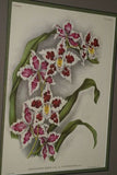 Lindenia Limited Edition Print: Odontoglossum Crispum Var Kegeljani (White with Speckled Sienna) Orchid Collector Art (B4)