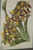 Lindenia Limited Edition Print: Catasetum Pulchrum Orchid (Yellow and Sienna) Collectible Art (B1)