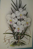 Lindenia Limited Edition Print: (White) Orchid Vanda Teres Lindl Var Candida Rchb Collector (B5)