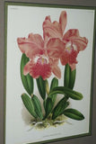 Lindenia Art Print Limited Edition Laeliocattleya x Pallas Orchid, White and Magenta, Collectible Art (B4)