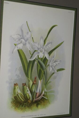 Lindenia Limited Edition Print: Laelia Autumnalis Lindl Var Alba Hort Orchid Collector Art (B4)