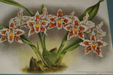 Lindenia Limited Edition Print: Odontoglossum Crispum Var President Roosevelt (White, Orange and Yellow) Orchid (B5)