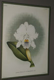 Lindenia Limited Edition Print: Cattleya Trianae Lind Var Excelsior L Lind (White with Magenta and Yellow Center) Orchid Collector Art (B5)