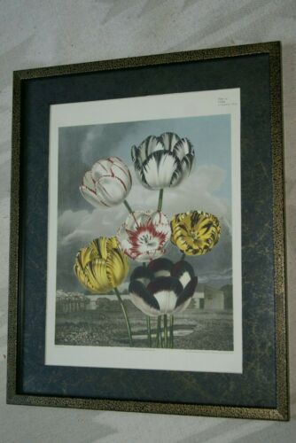 1956 botanical book lithograph limited to 1750 copies printed on Gelderland white cartridge 'The Beauties of Flora' Painted by T. Baxter, stipple engraving by J. Hopwood, background aquatinted by F.C Lewis and published by S. Curtis TULIPS 21