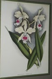 Lindenia Limited Edition Print: Laeliocattleya x Pauli (Fushia, White and Yellow) Orchid Collectible Art (B5)