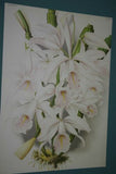 Lindenia Limited Edition Print: Cattleya Gibeziae (White) Orchid Collector Art (B1)