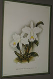 Lindenia Limited Edition Print: Laelia Rubescens Lind (Pink) Orchid Botanical Collector Art (B5)